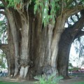 El árbol más gigante y viejo de México