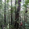 Países ricos prometen fondos millonarios contra deforestación