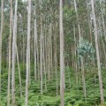 Argentina: Advierten sobre el avance de nuevas plagas en la región NEA para las plantaciones forestales