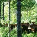 Argentina: Los sistemas silvopastoriles logran mayor rentabilidad que la ganaderia o forestaciones puras