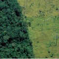 Perdida de bosque amazónico en Perú