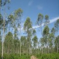 Las plantaciones de eucalipto, grandes sumideros de CO2 en Galicia