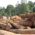 Fuerte baja de la explotación ilegal de madera en los países tropicales