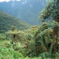 Ecuador respalda crear fondo internacional para proteger bosques