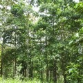 La meta es plantar 60 mil hectáreas de bosque