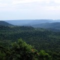 África considera sus extensiones de selva para créditos C02