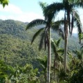 Científicos cubanos trabajan en mejoramiento genético forestal