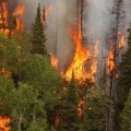 500.000 hectareas de bosque quemadas en Rusia