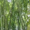 Una apuesta a favor del Bambú