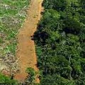 América Latina concentra el 65% de pérdida forestal en últimos 5 años