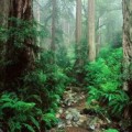 Los bosques son la opcion mas competitiva contra el cambio climatico