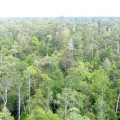 Ecuador recluta a habitantes de los bosques como agentes de conservación