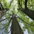 Bosques de árboles genéticamente modificados combatirán el cambio climático