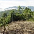 Polémica por deforestación