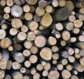 Diseñan nueva maquinaria para la recogida de biomasa forestal