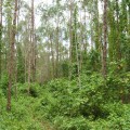 Entrevista: “Los recursos genéticos forestales en el mundo no han tenido la atención que se merecen”