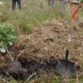 Árboles para 300 años: COMAFORS apoyó en la plantación de 600 nuevos árboles para Quito