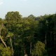 Gestión forestal en Ecuador es superior a la de otros países
