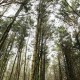 Los Bosques: el corazón de una nueva economía más verde