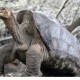 Muere la tortuga gigante «Solitario George», la última de su especie