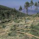 El bosque primario: ¿Puede explotarse para madera sobre la basa del rendimiento sostenible?