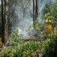 En marcha plan contra incendios forestales