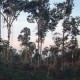 Áreas protegidas de Ecuador: Refugio de Vida Silvestre La Chiquita