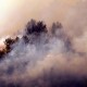 Investigarán a árboles que sobrevivieron a incendio que arrasó 20 mil hectáreas en España