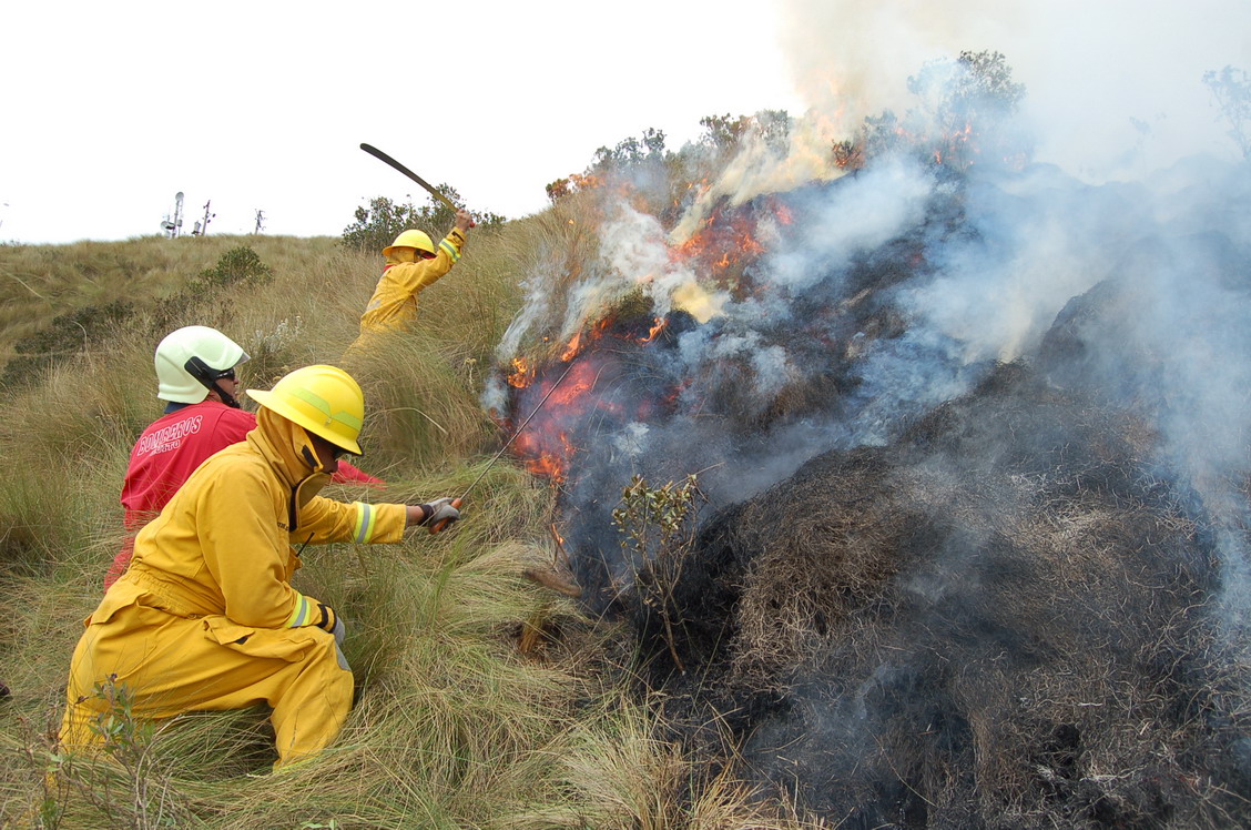 Los Incendios Forestales Han Destruido 1.500 Hectáreas De Bosques En ...