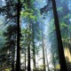 Los bosques y su importancia en  el desarrollo económico sostenible