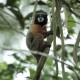 Ecuador ve como «un regalo» para el planeta preservar la reserva de Yasuní