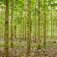 Plan de la UE brindará apoyo a países productores de madera