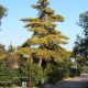 Ficha Técnica No. 13 Pino (Pinus radiata)