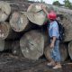 Indonesia cuenta con la primera certificación para que su madera legal llegue a Europa