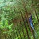 América Latina presenta lecciones para la restauración de paisajes forestales