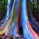 Novedosa especie de eucalipto arcoiris