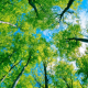 Importantes mitos forestales que se deberían conocer