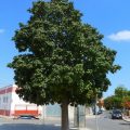 Los árboles mejoran el clima de la ciudad
