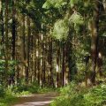 La importancia de cuidar los bosques para la mitigación del cambio climático