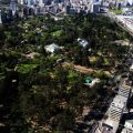 Elegir los árboles adecuados limpia más el aire de la ciudad, según expertos