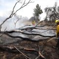 Se registra incendio forestal en California