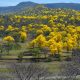 Los guayacanes embellecen con su color a Zapotillo