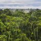Noruega, el primer país del mundo en prohibir la deforestación