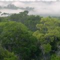 Los bosques, ‘pulmones del planeta’, están en peligro