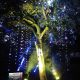 Bosque de Luz, en el centro del mundo