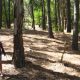 Arrancó el Seguro Verde: se plantaron más de 7 millones de árboles