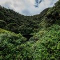 Importancia de conservar los bosques para combatir el cambio climático