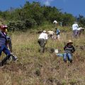 1000 árboles se plantaron en el Ilaló como parte de la iniciativa “Yo quiero plantar un millón de árboles”