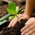 Cuatro millones de árboles se plantarán en Azuay